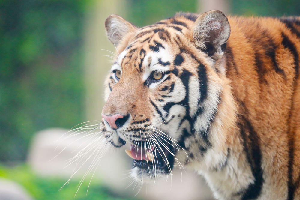 上海野生動物園